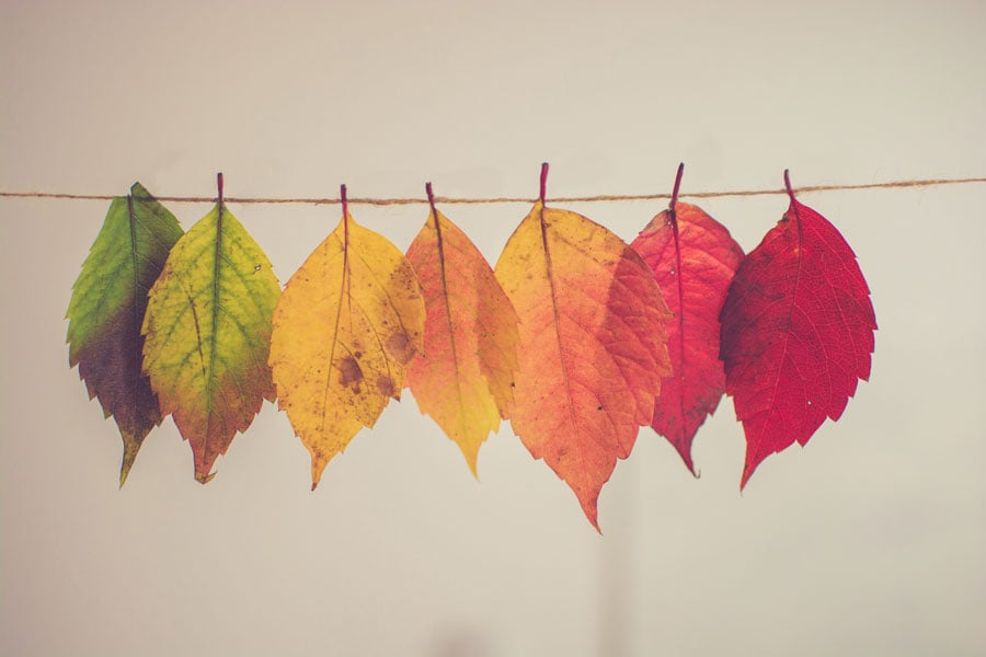 coloured-leaves