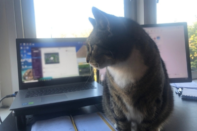 cat working from home
