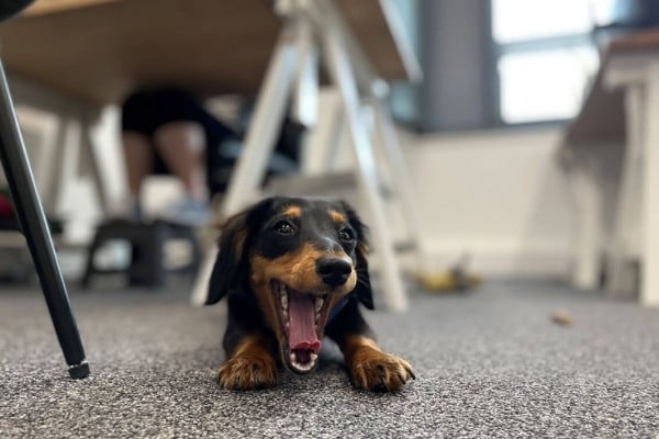 pixelofficedog
