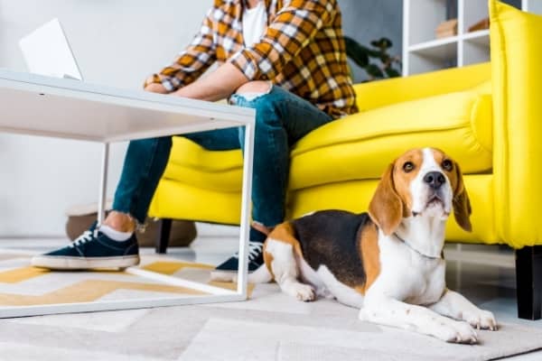 wfh-dog