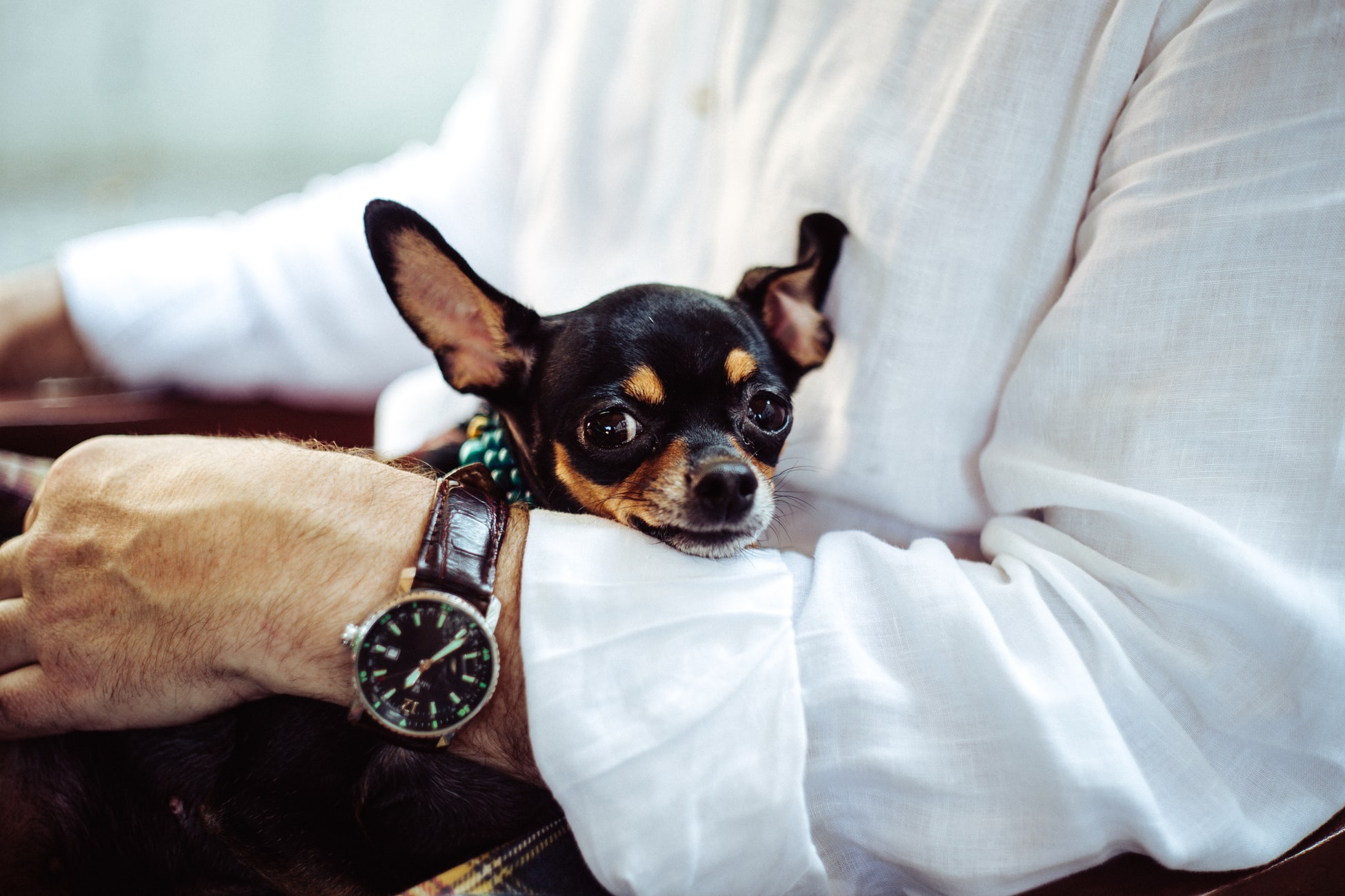 Bring on the dogs! National Bring Your Dog to Work Day 2021